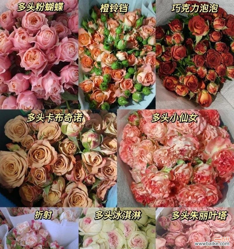 探寻多头玫瑰的深层寓意 多头玫瑰的花语