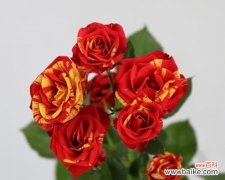 探寻多头玫瑰的深层寓意 多头玫瑰的花语