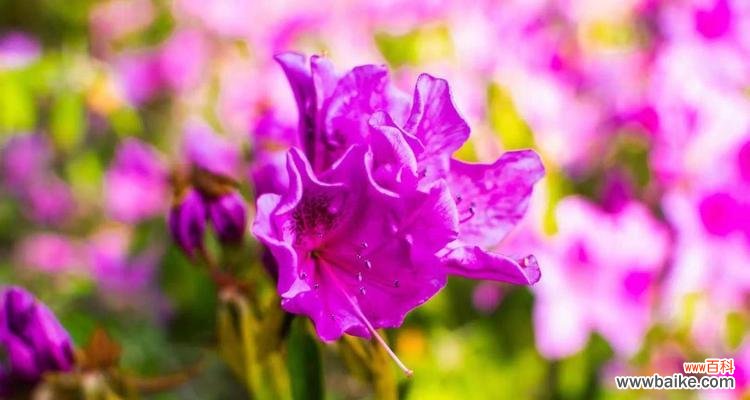 杜鹃花的特点 杜鹃花