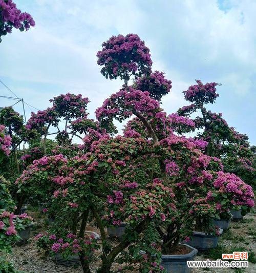 从植物生长角度解析分枝点高度的重要性 探究分枝点高度的意义