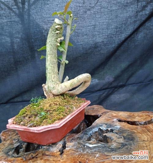 从植物生长角度解析分枝点高度的重要性 探究分枝点高度的意义