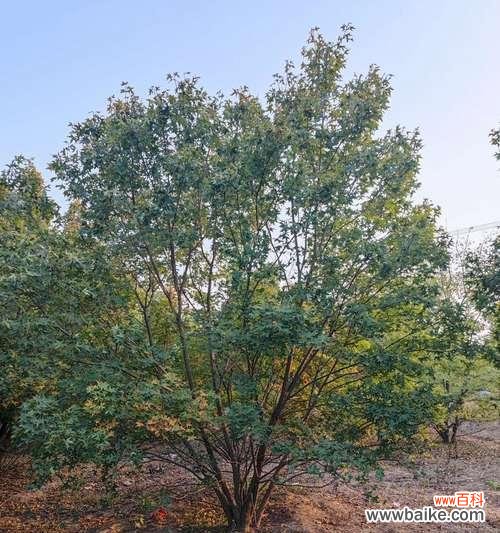 从植物生长角度解析分枝点高度的重要性 探究分枝点高度的意义