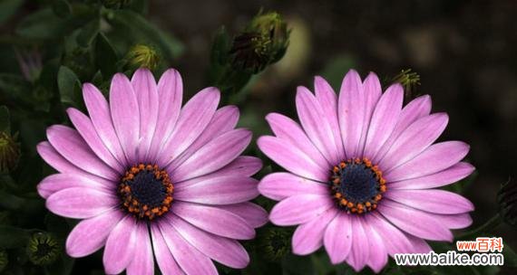 探寻非洲菊的含义与象征 非洲菊的花语