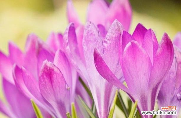 揭示番红花独特的象征意义与传统文化内涵 番红花的花语与象征意义