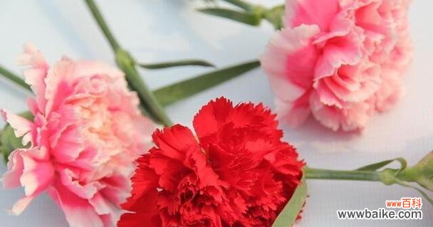 绽放爱与温柔的花朵 粉色康乃馨的花语