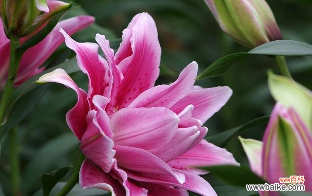 传递纯真与温柔的花语 粉色百合花语之爱与美