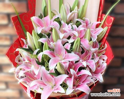 传递纯真与温柔的花语 粉色百合花语之爱与美