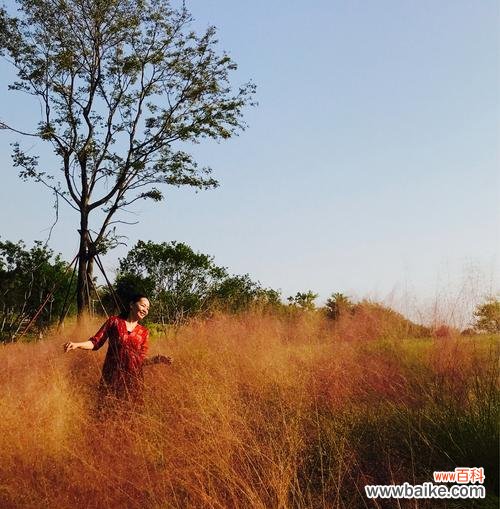 以粉黛乱子草的花语为启示 粉黛乱子草的花语寓意