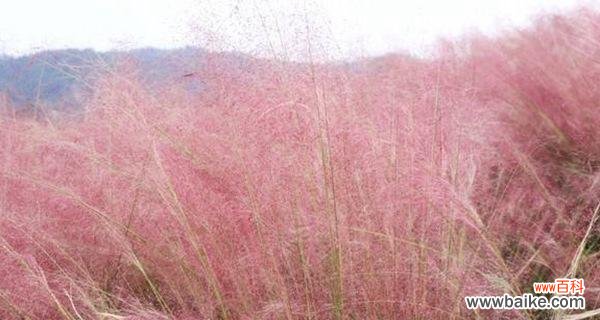 以粉黛乱子草的花语为启示 粉黛乱子草的花语寓意