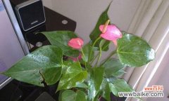 探索粉掌花的美丽含义 粉掌的花语与寓意