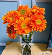 探寻以扶郎花的神秘语言和意义 以扶郎花的花语是什么