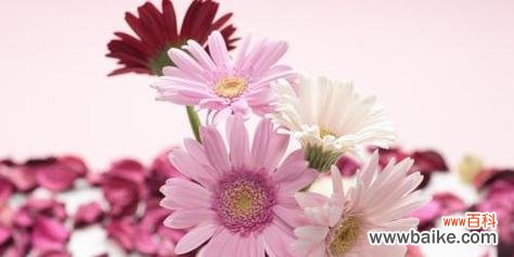 探寻以扶郎花的神秘语言和意义 以扶郎花的花语是什么