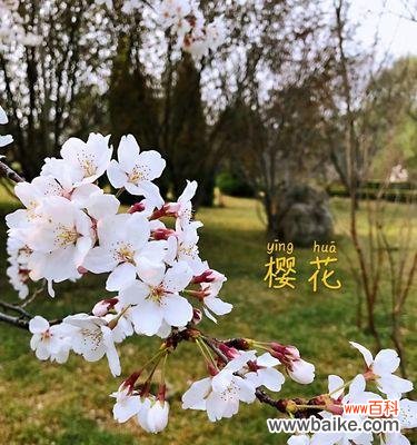 赏樱乐园 樱花花语的象征寓意与文化传承