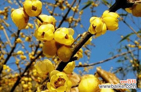 红色腊梅花的神秘力量与福运 红色腊梅的寓意与象征风水