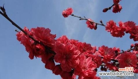 红色腊梅花的神秘力量与福运 红色腊梅的寓意与象征风水