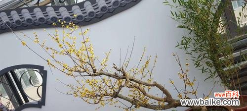 红色腊梅花的神秘力量与福运 红色腊梅的寓意与象征风水