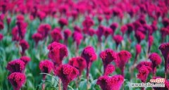 以七色堇的花语探索人生的丰富多彩 七色堇的花语之美丽与祝福