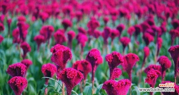 以七色堇的花语探索人生的丰富多彩 七色堇的花语之美丽与祝福