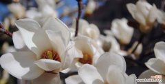 探寻玉兰花的生命哲学和情感表达 玉兰花语的象征意义及其美丽内涵