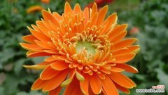 揭示不同颜色非洲菊的花语之美 多彩非洲菊花语