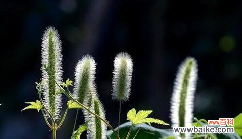 揭秘狗尾草的花语之谜 狗尾草的花语与其寓意