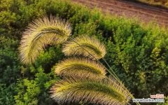 探寻狗尾巴草的花语魅力与神秘 狗尾巴草的花语与其美丽传说