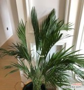 盛世富贵的象征——富贵椰子 富贵椰子的象征意义