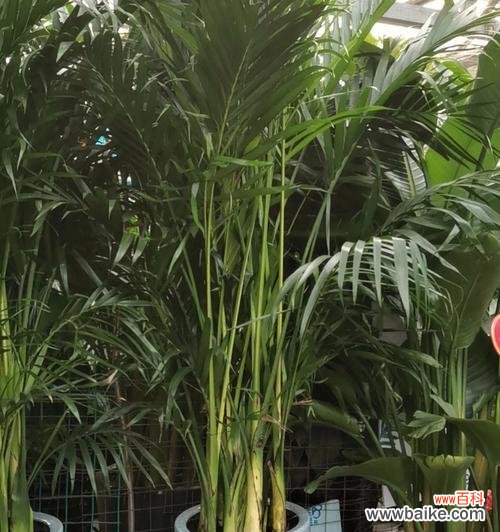 盛世富贵的象征——富贵椰子 富贵椰子的象征意义