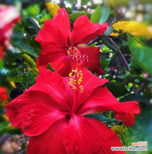 扶桑花的花语意味着什么 扶桑花的花语——生命的脆弱与坚韧