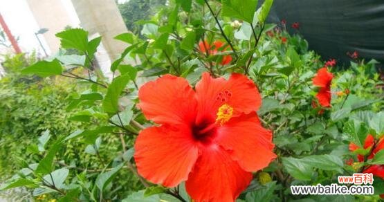 扶桑花的花语意味着什么 扶桑花的花语——生命的脆弱与坚韧