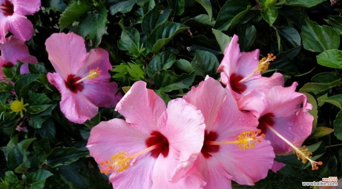 扶桑花的花语意味着什么 扶桑花的花语——生命的脆弱与坚韧