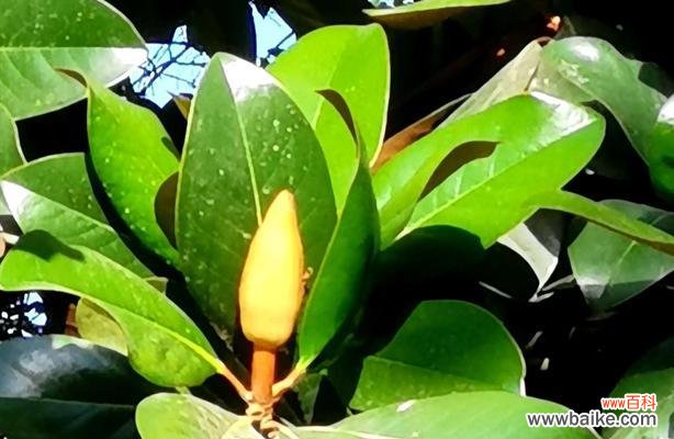 赏读广玉兰 广玉兰花的花语和寓意