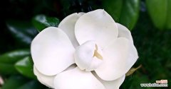 赏读广玉兰 广玉兰花的花语和寓意