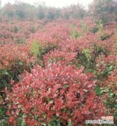 探寻冠径的起源与实践 解读以冠径的意义