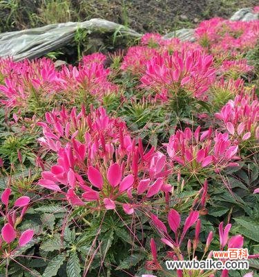 揭开冠幅背后的秘密 冠幅的定义和意义