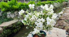 揭开冠幅背后的秘密 冠幅的定义和意义