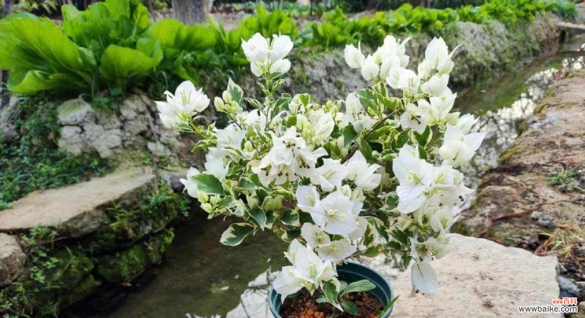 揭开冠幅背后的秘密 冠幅的定义和意义