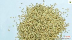 探寻狗牙根包衣背后的奥秘与价值 揭秘狗牙根包衣的含义与作用