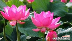 探秘荷花的传世之谜 荷花的象征意义