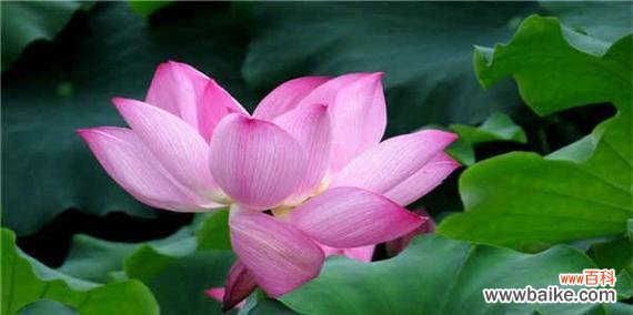 探秘荷花的传世之谜 荷花的象征意义