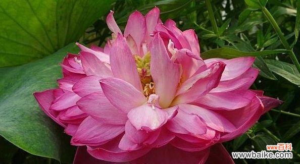 探秘荷花的传世之谜 荷花的象征意义