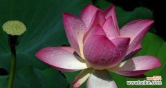 从生命力 荷花的象征意义与内涵