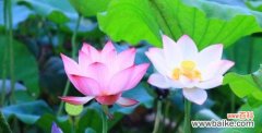 荷花 荷花的花语及其寓意