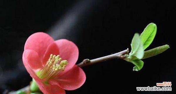 探寻海棠花背后的文化象征 海棠的花语与意义