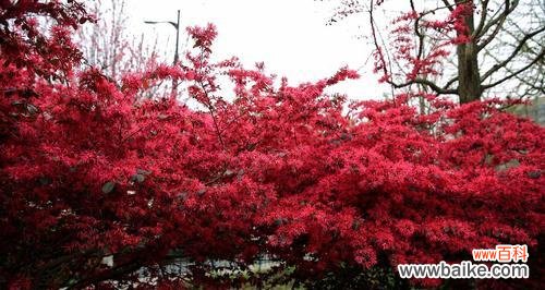 红花继木的寓意与象征意义 红花继木