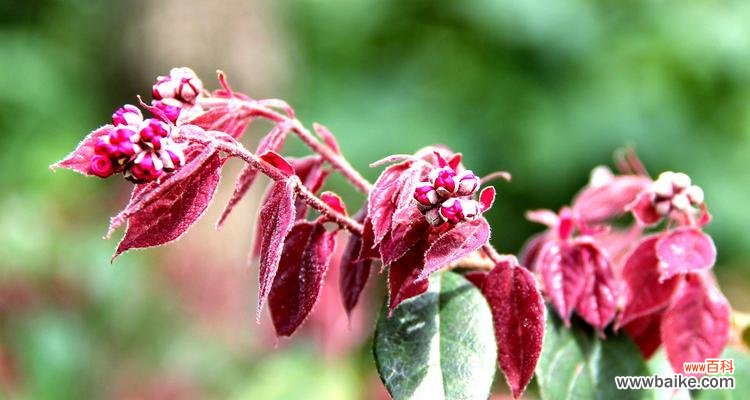 红花继木的寓意与象征意义 红花继木