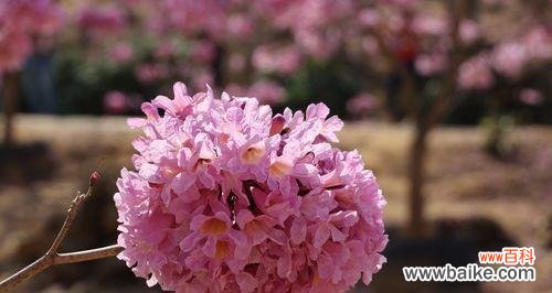 探索红花风铃木花语的深意 红花风铃木的花语及意义