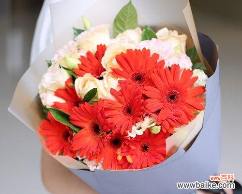 红豆的花语及其象征的情感 红豆花语与情感的意义