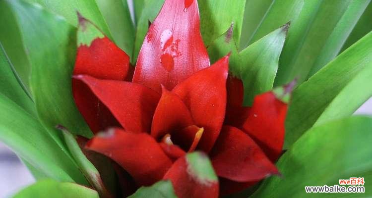 把握机遇飞跃人生 鸿运当头的寓意与启示