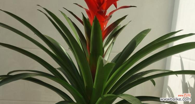 把握机遇飞跃人生 鸿运当头的寓意与启示